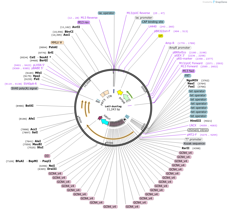 196928-plasmid-map-sequence-id-387514