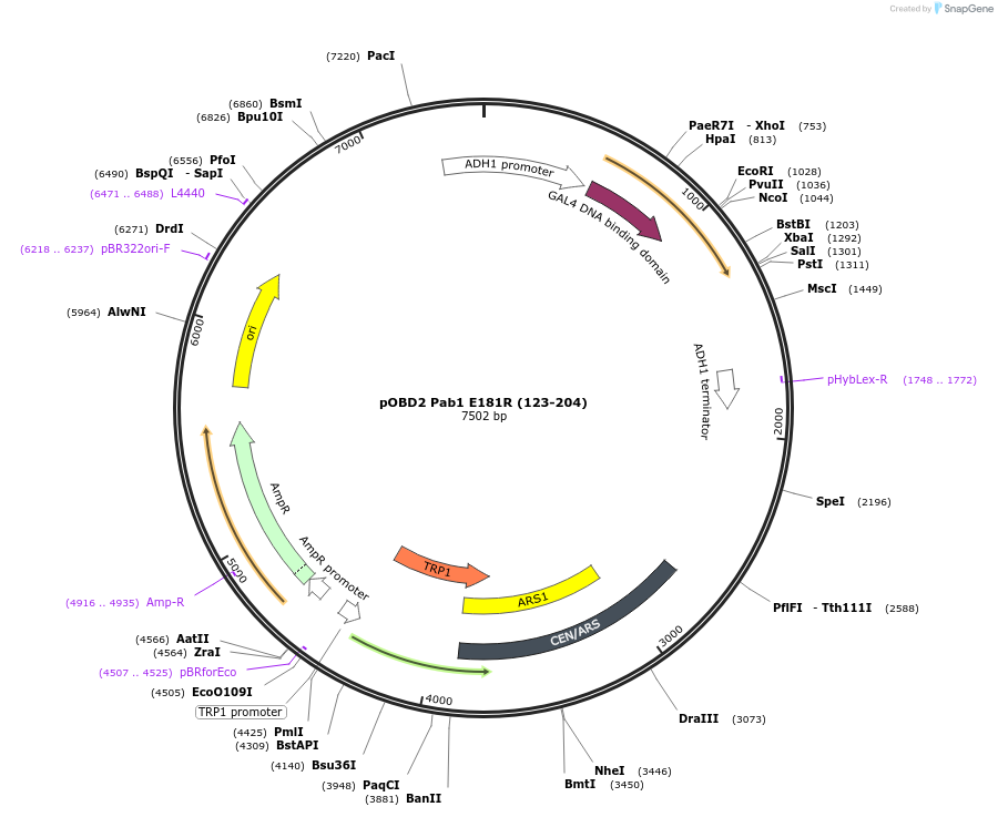 196835-plasmid-map-sequence-id-387517