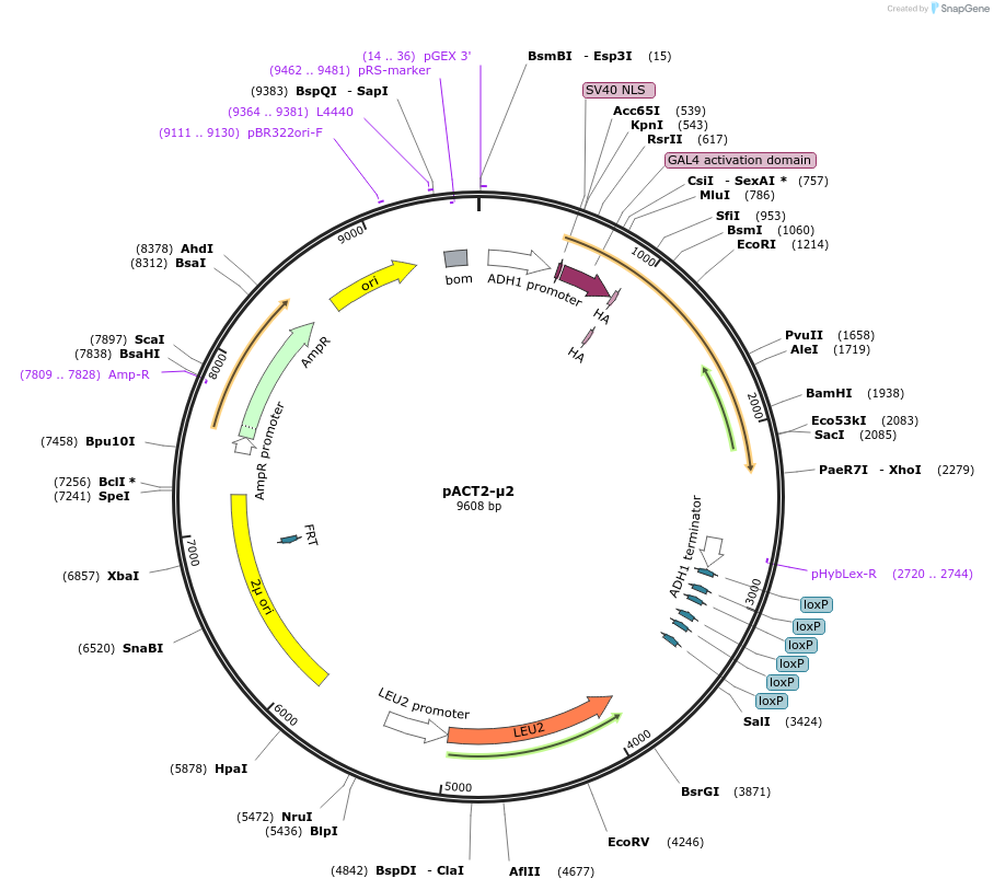 198173-plasmid-map-sequence-id-387524
