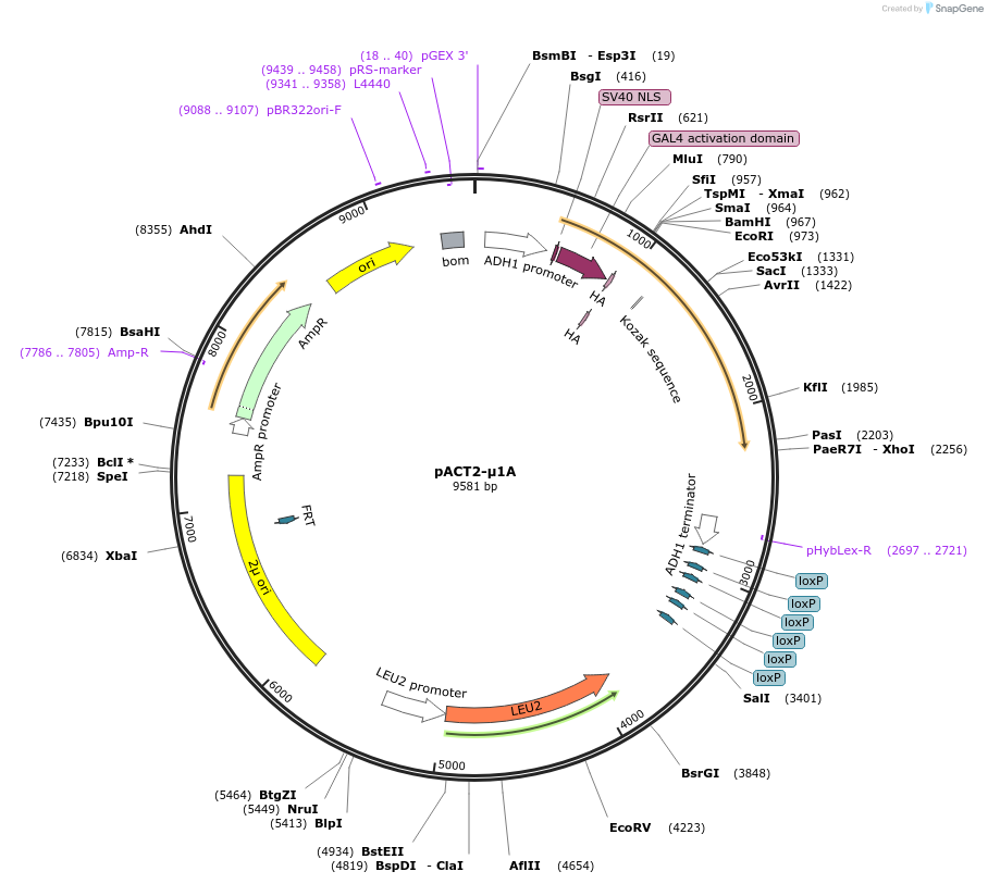 198168-plasmid-map-sequence-id-387525