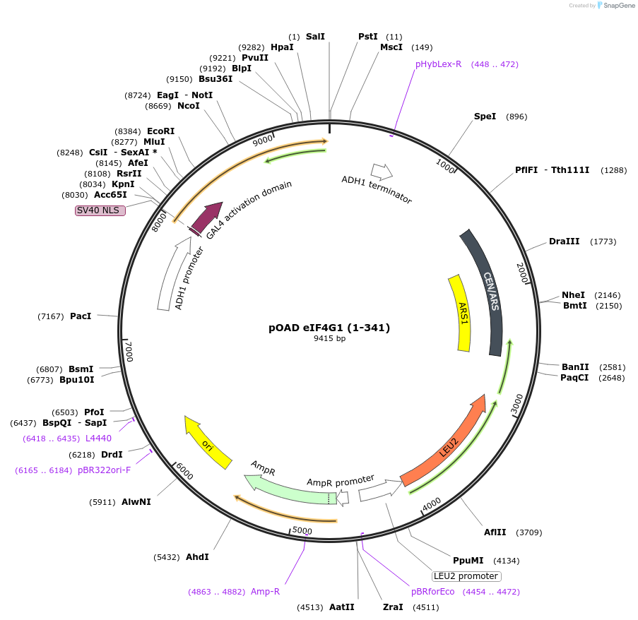 196833-plasmid-map-sequence-id-387526
