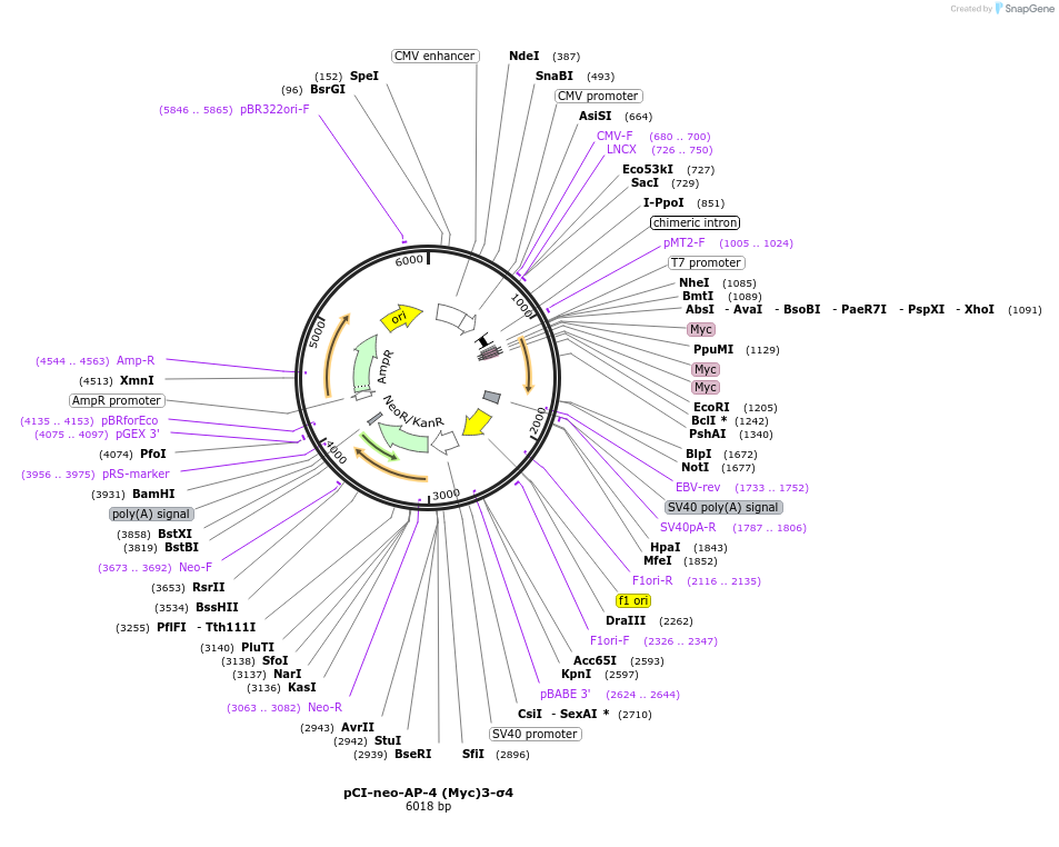 198331-plasmid-map-sequence-id-387527