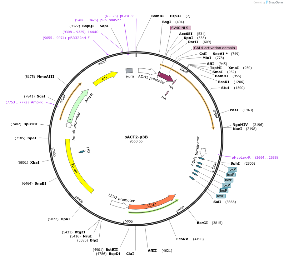 198175-plasmid-map-sequence-id-387536