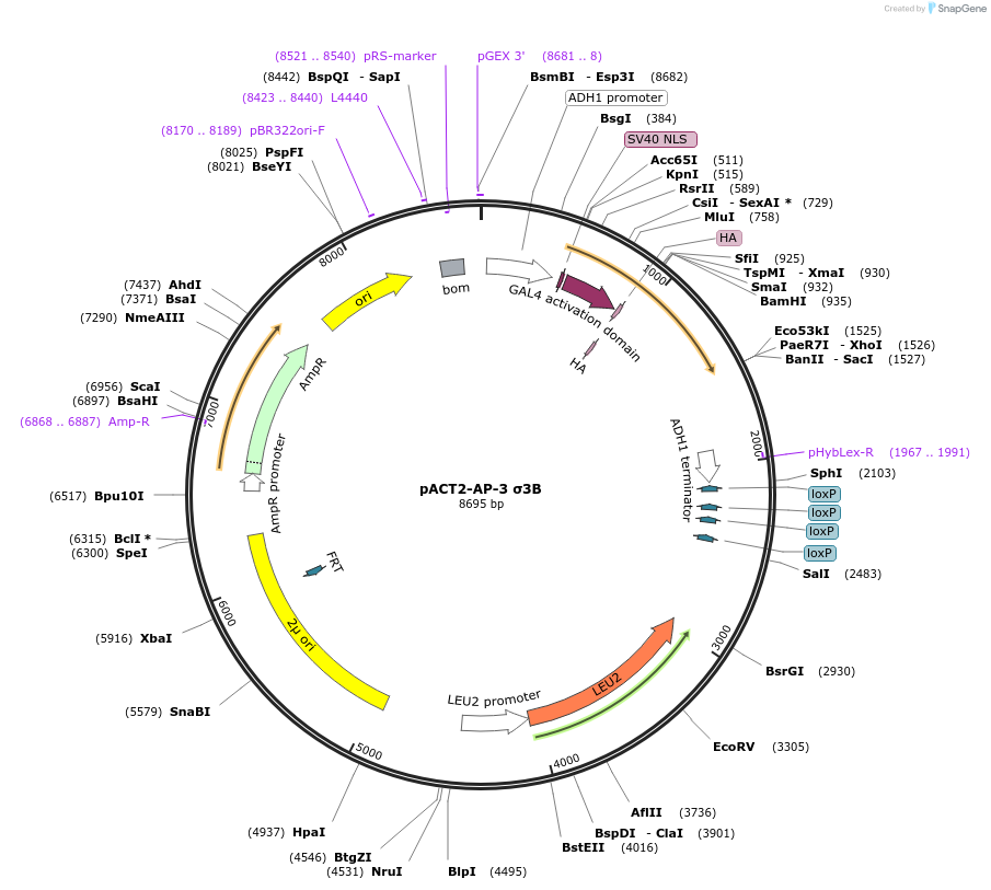 198348-plasmid-map-sequence-id-387538