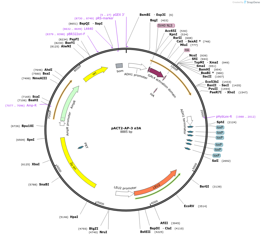 198347-plasmid-map-sequence-id-387539