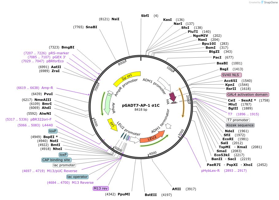 198336-plasmid-map-sequence-id-387637