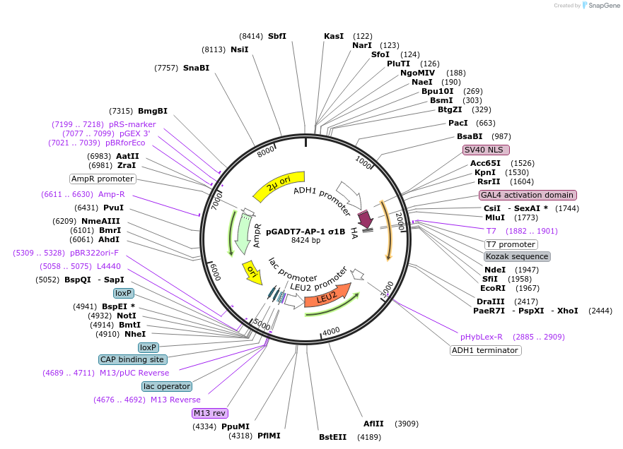 198335-plasmid-map-sequence-id-387734