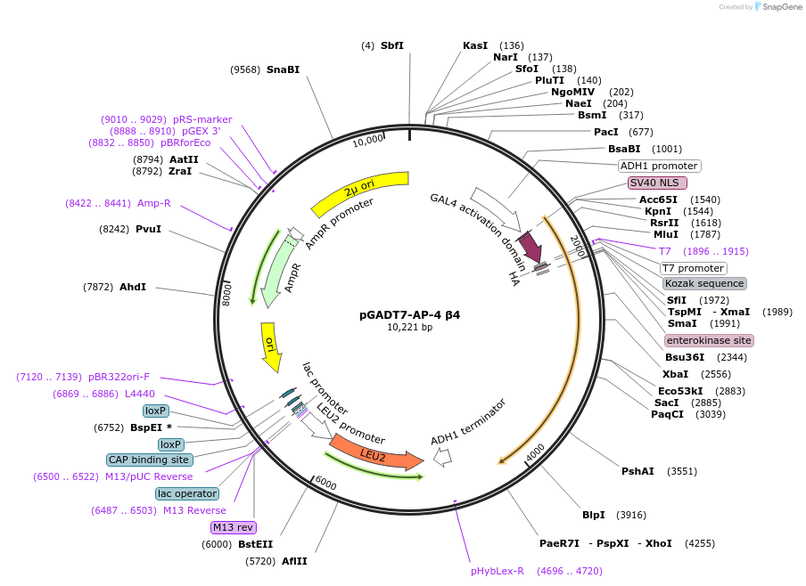 198327-plasmid-map-sequence-id-387831
