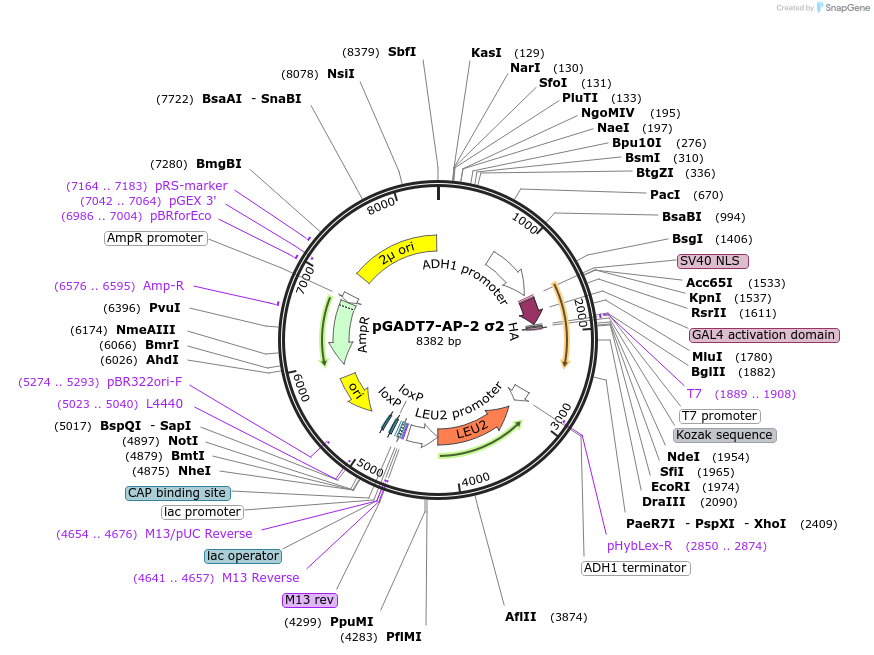 198345-plasmid-map-sequence-id-387832