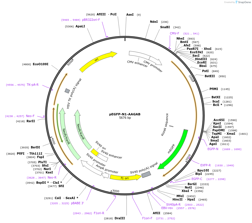 198333-plasmid-map-sequence-id-387835