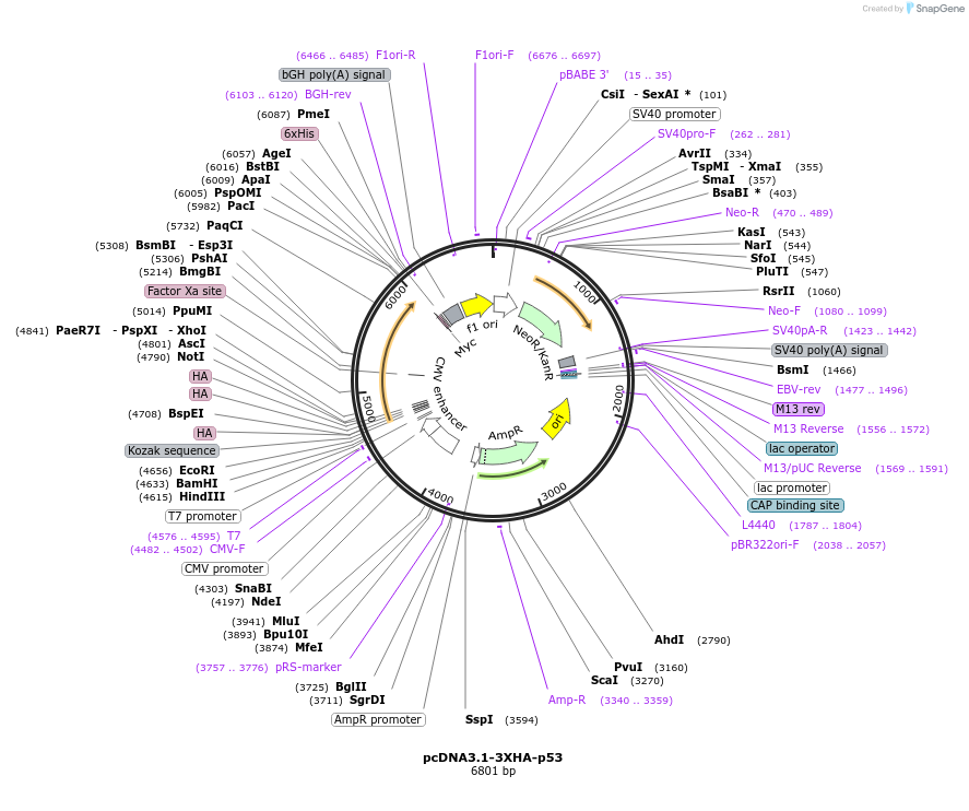 196267-plasmid-map-sequence-id-387840
