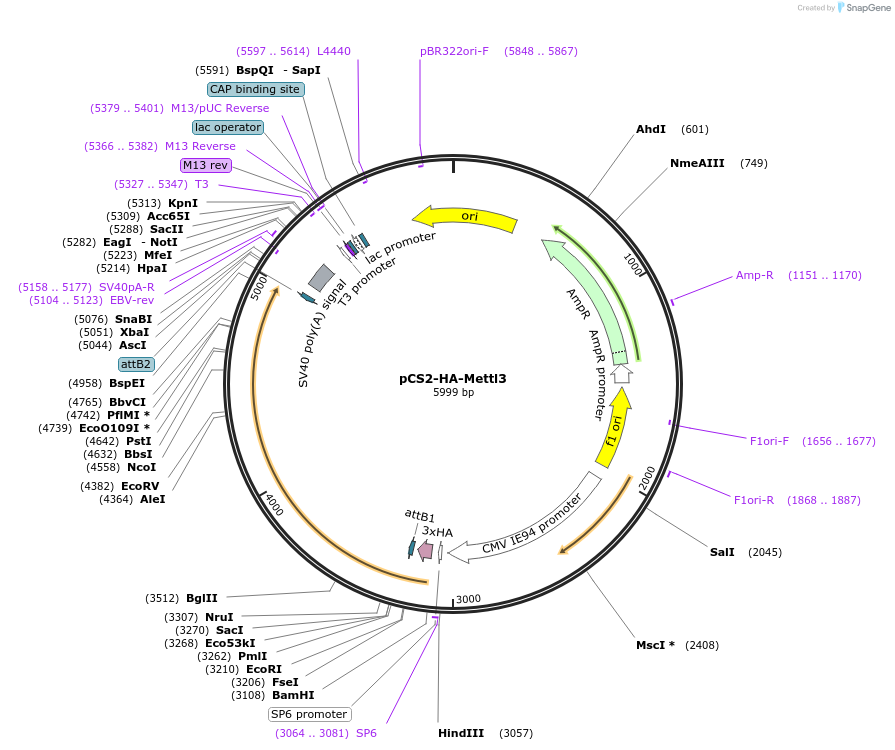196262-plasmid-map-sequence-id-387841