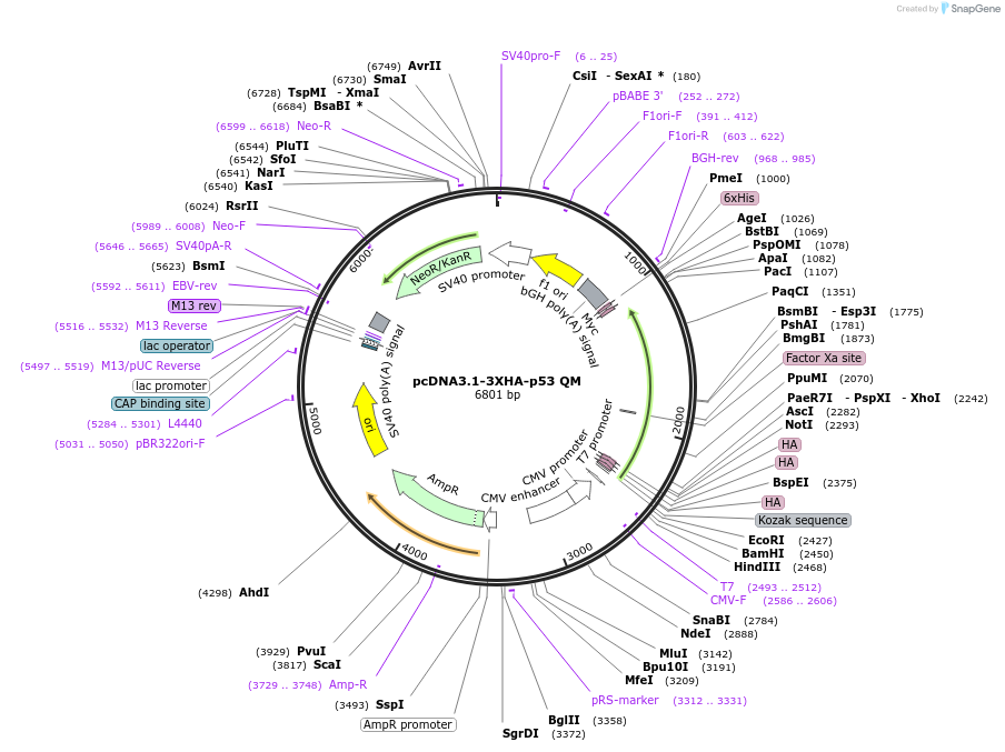 196268-plasmid-map-sequence-id-387844