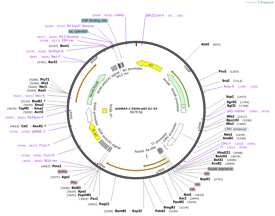 196269-plasmid-map-sequence-id-387850