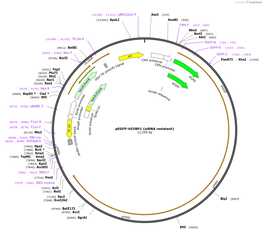 110301-plasmid-map-sequence-id-387855