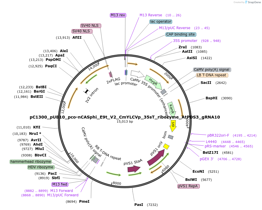 197980-plasmid-map-sequence-id-387857