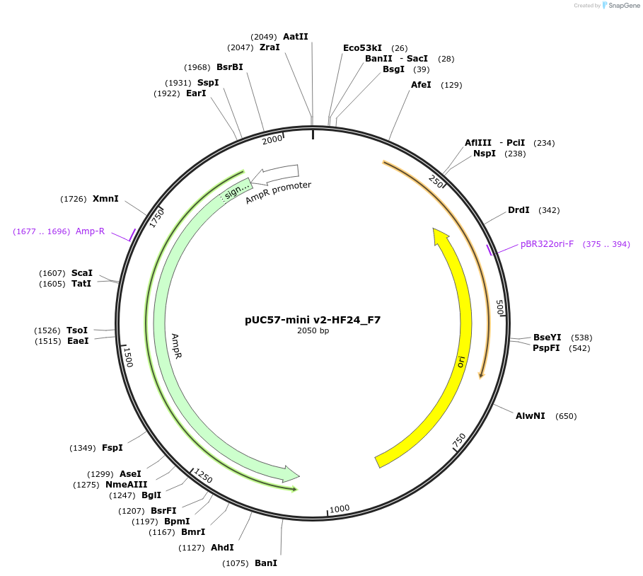 195721-plasmid-map-sequence-id-387861