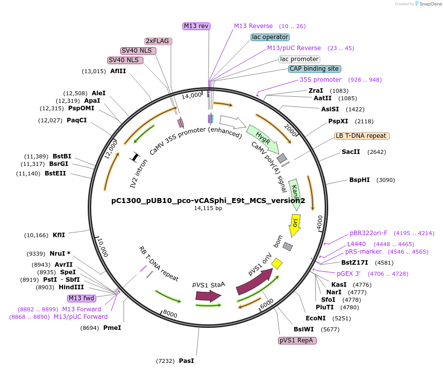 197961-plasmid-map-sequence-id-387863