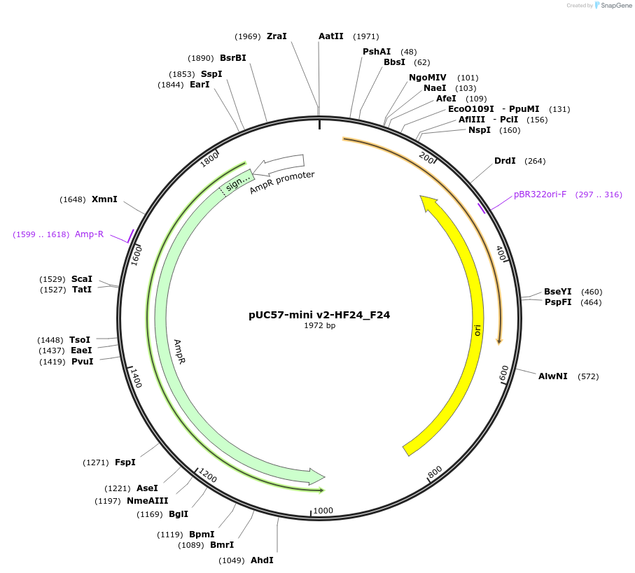 195738-plasmid-map-sequence-id-387865