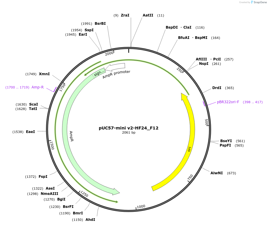 195726-plasmid-map-sequence-id-387868