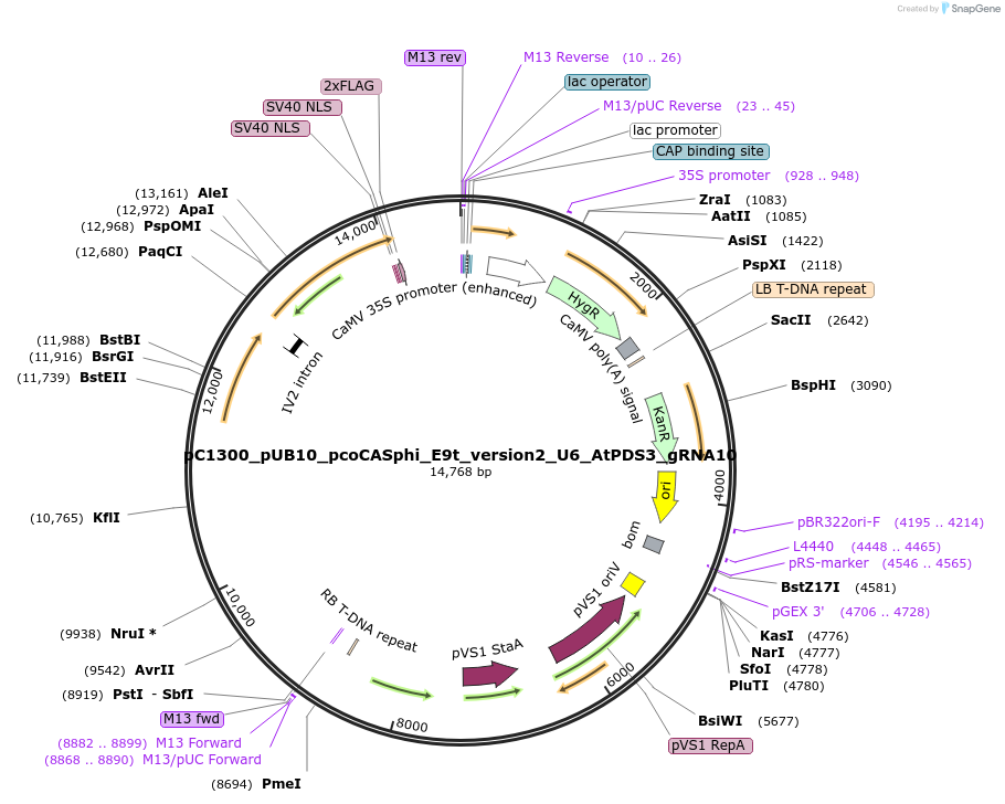 197952-plasmid-map-sequence-id-387870