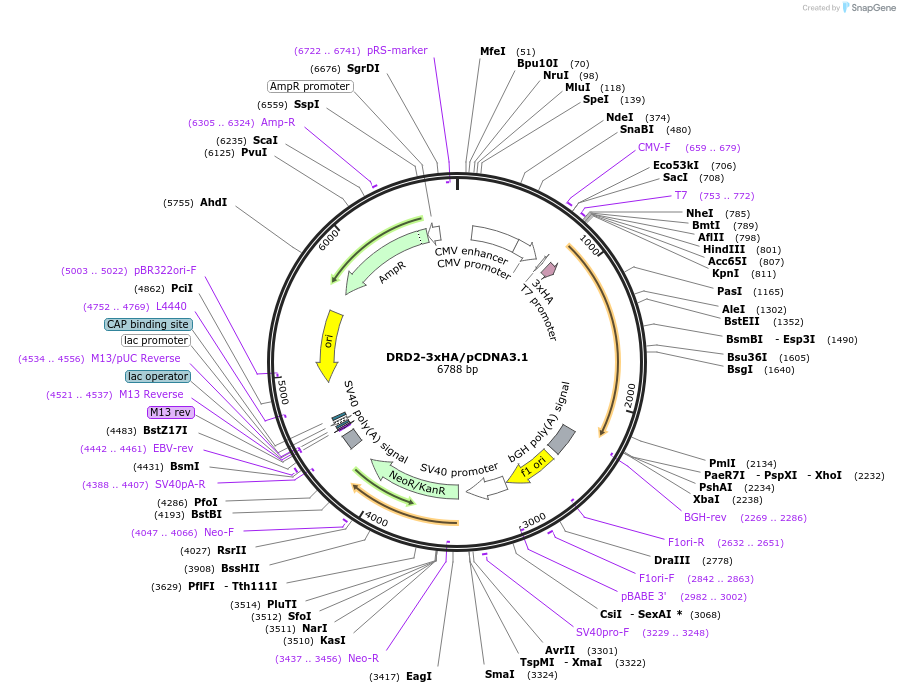 196940-plasmid-map-sequence-id-387879