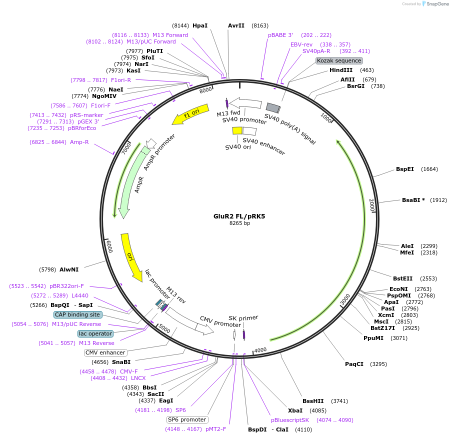 196948-plasmid-map-sequence-id-387880