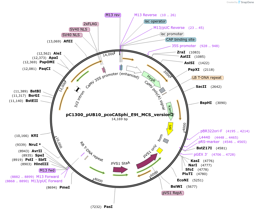 197950-plasmid-map-sequence-id-387899