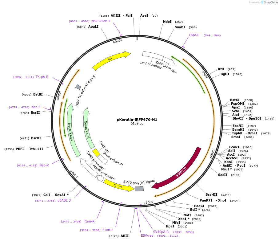 197232-plasmid-map-sequence-id-387901