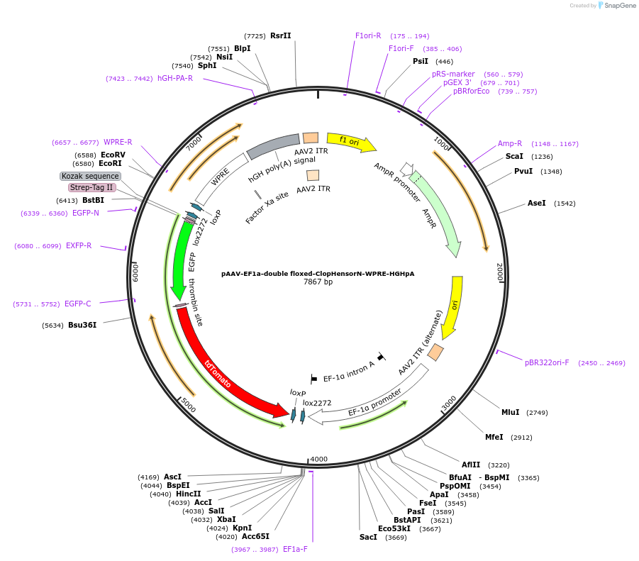193728-plasmid-map-sequence-id-387955