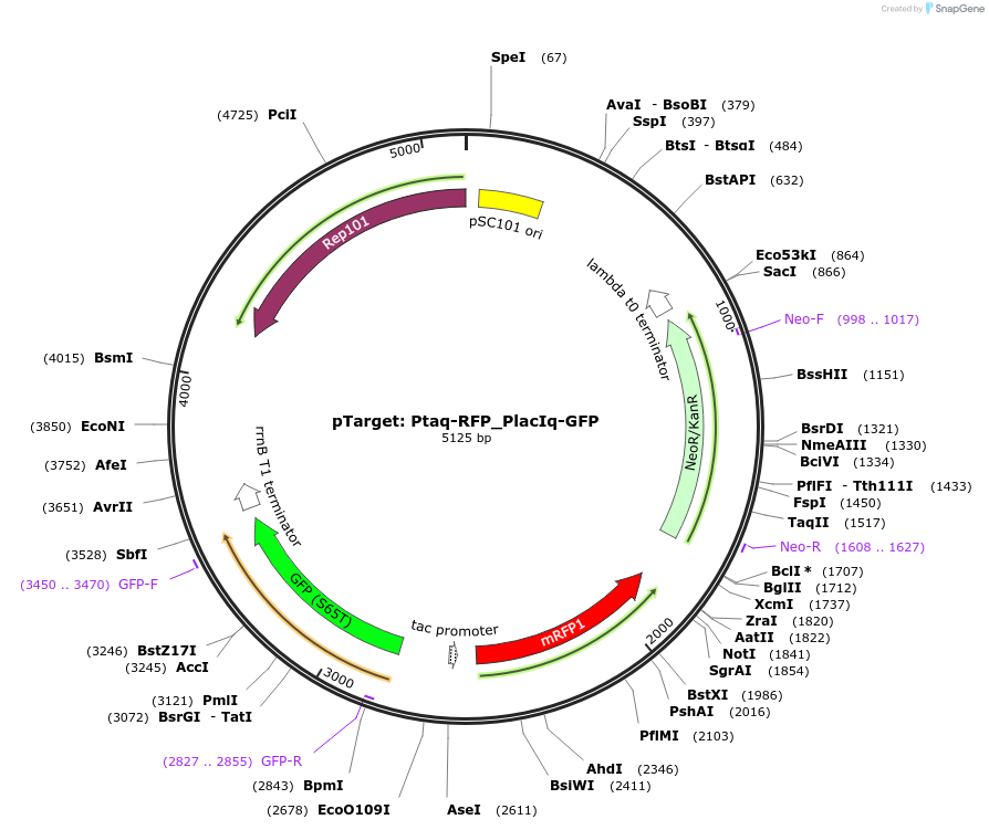 192280-plasmid-map-sequence-id-387959