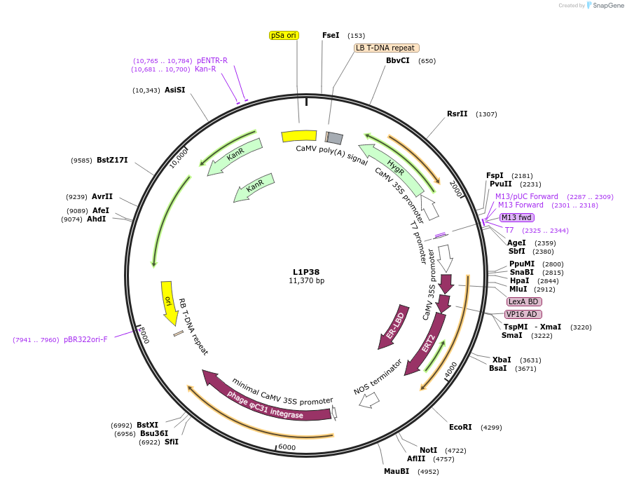195932-plasmid-map-sequence-id-387972