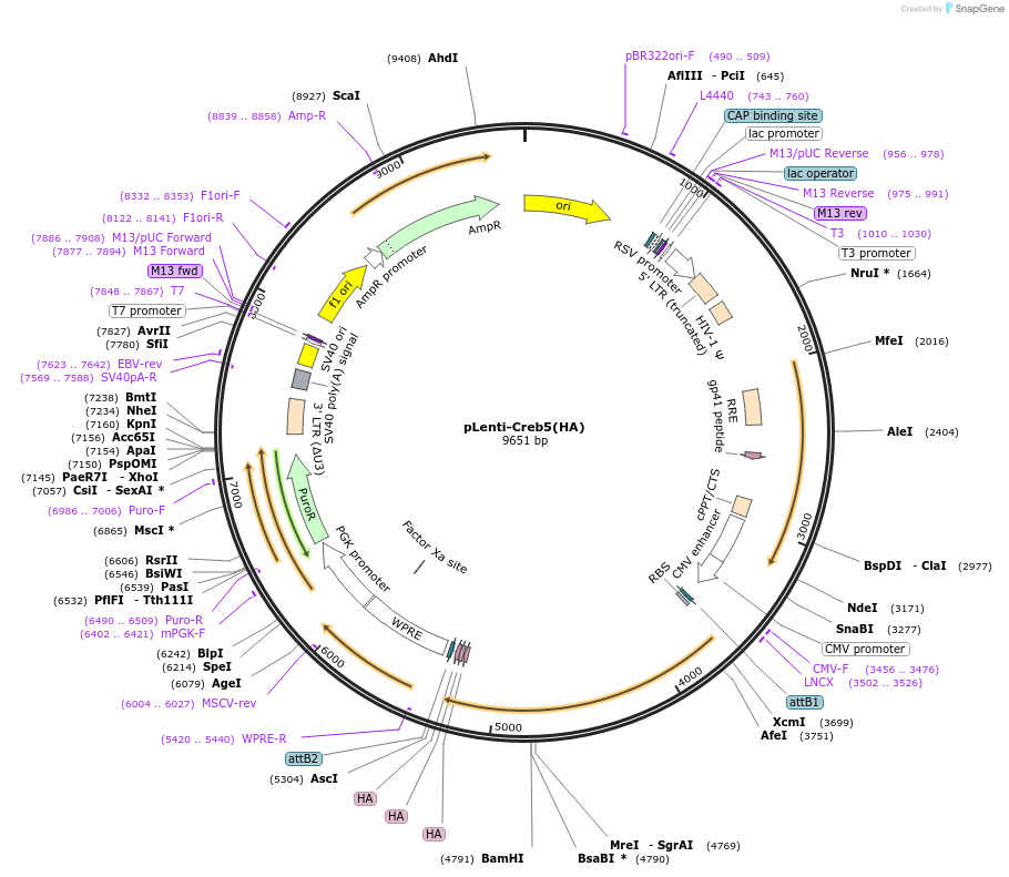 195024-plasmid-map-sequence-id-387973