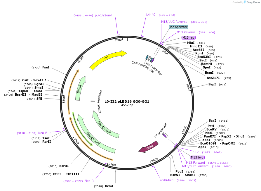 195903-plasmid-map-sequence-id-388004