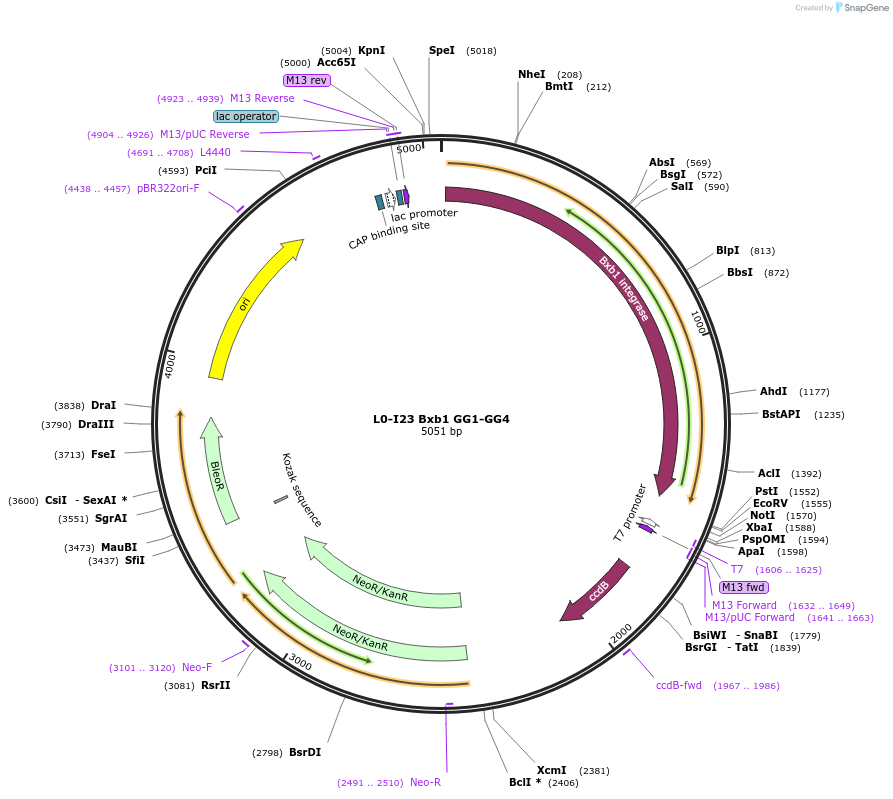 195901-plasmid-map-sequence-id-388006