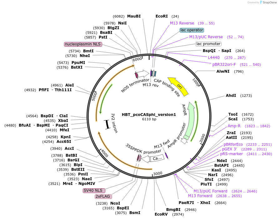 197931-plasmid-map-sequence-id-388007