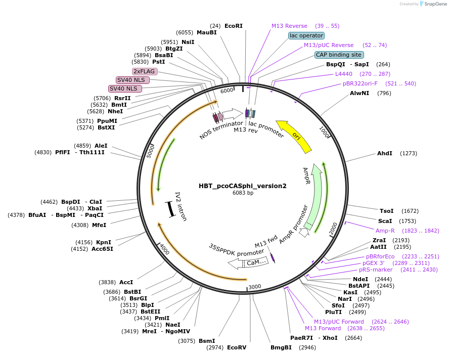 197932-plasmid-map-sequence-id-388010