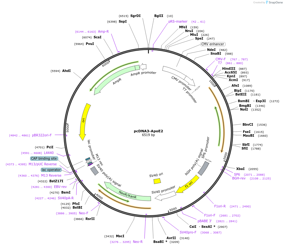 197146-plasmid-map-sequence-id-388017