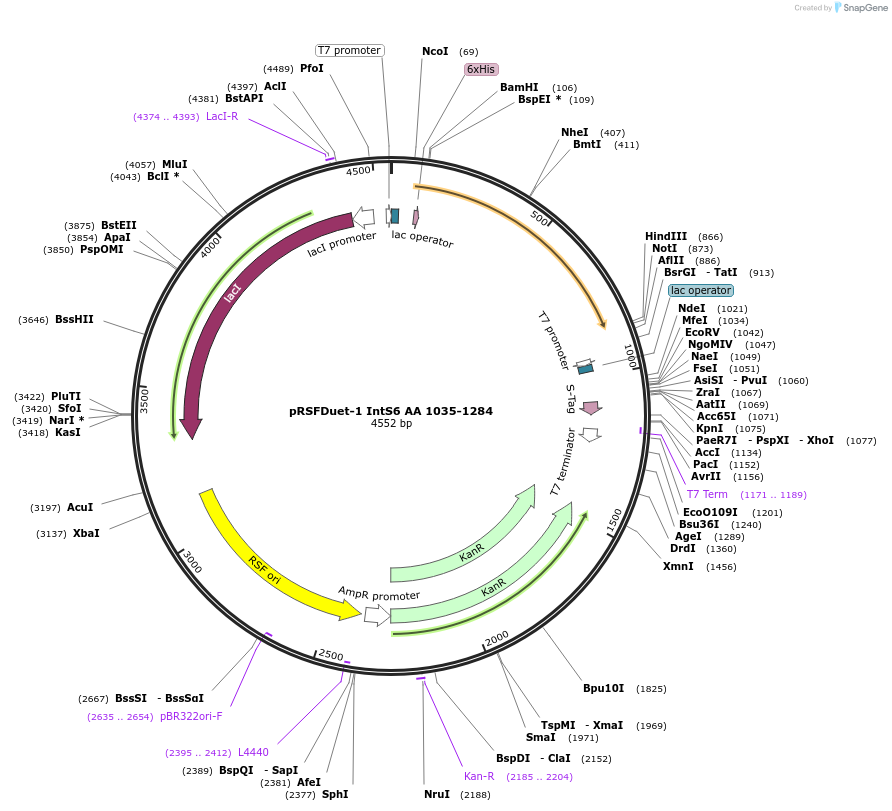 196904-plasmid-map-sequence-id-388021