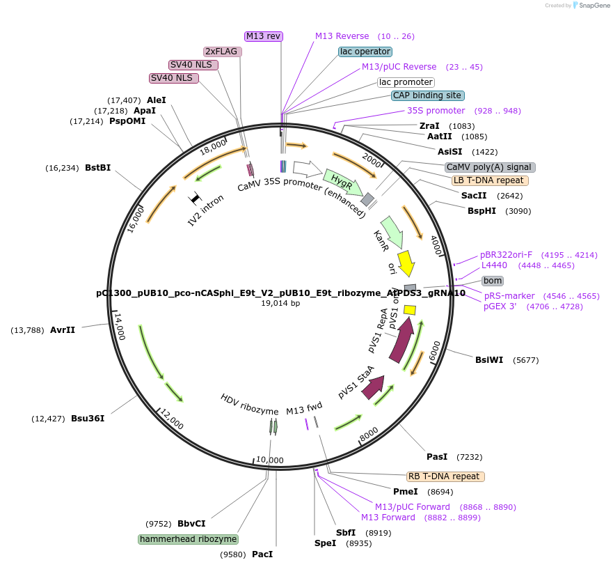 197981-plasmid-map-sequence-id-388026
