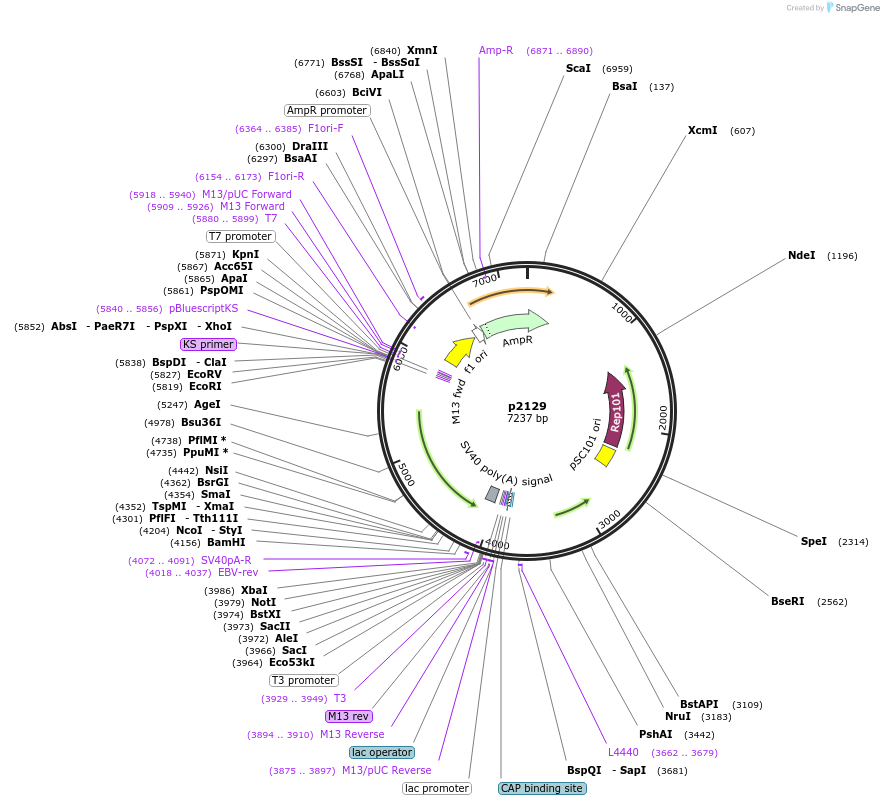 198143-plasmid-map-sequence-id-388029
