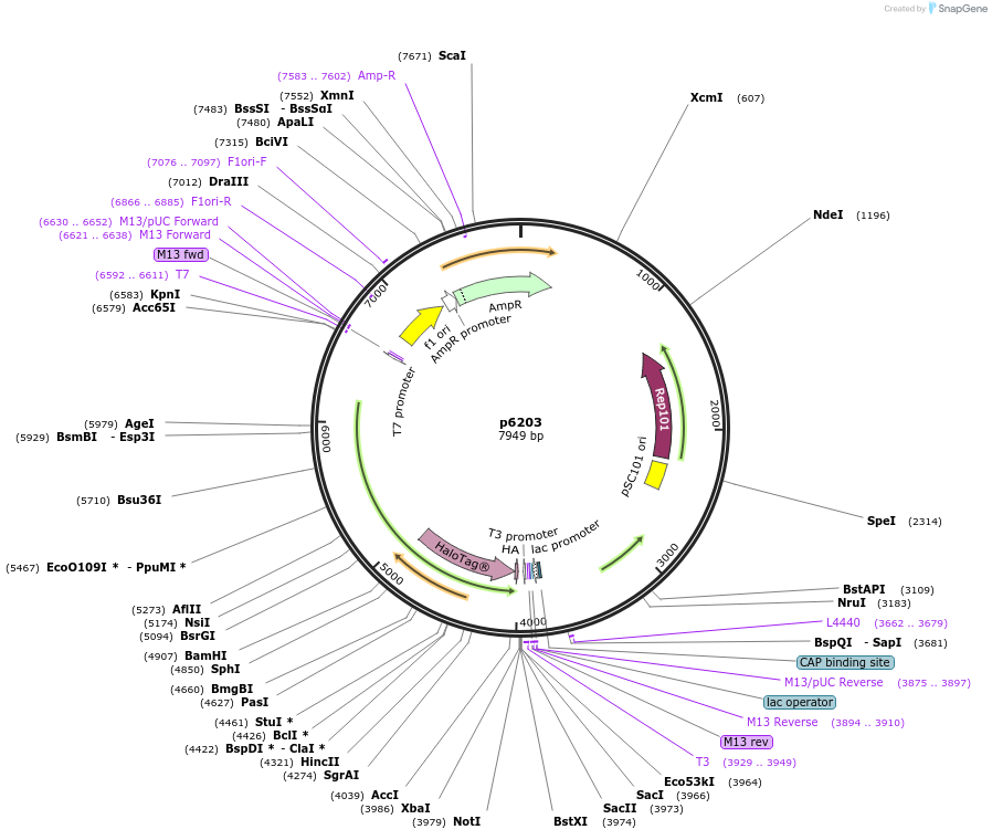 198159-plasmid-map-sequence-id-388030