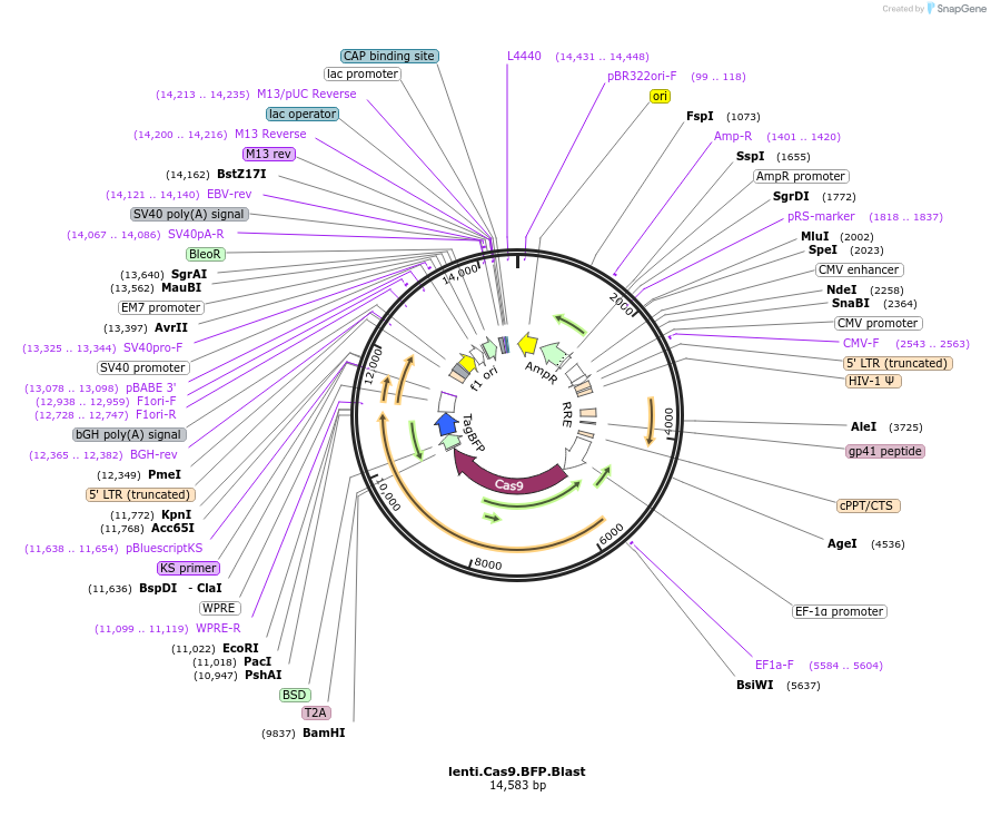 196714-plasmid-map-sequence-id-388043