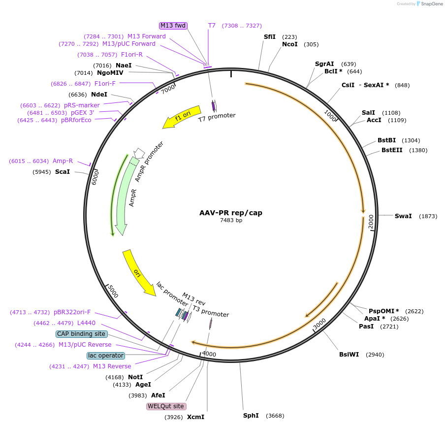 197565-plasmid-map-sequence-id-388046