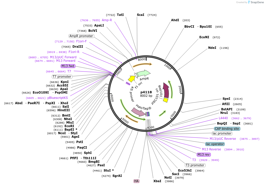 198151-plasmid-map-sequence-id-388048