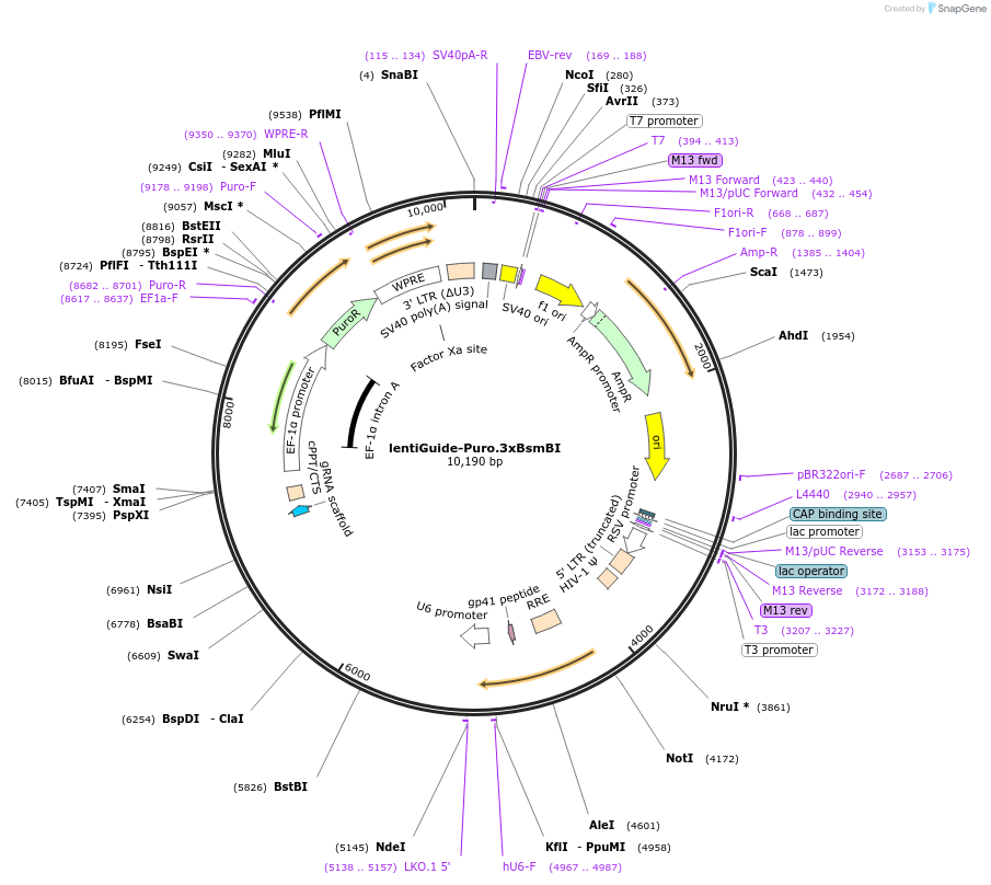 196709-plasmid-map-sequence-id-388054
