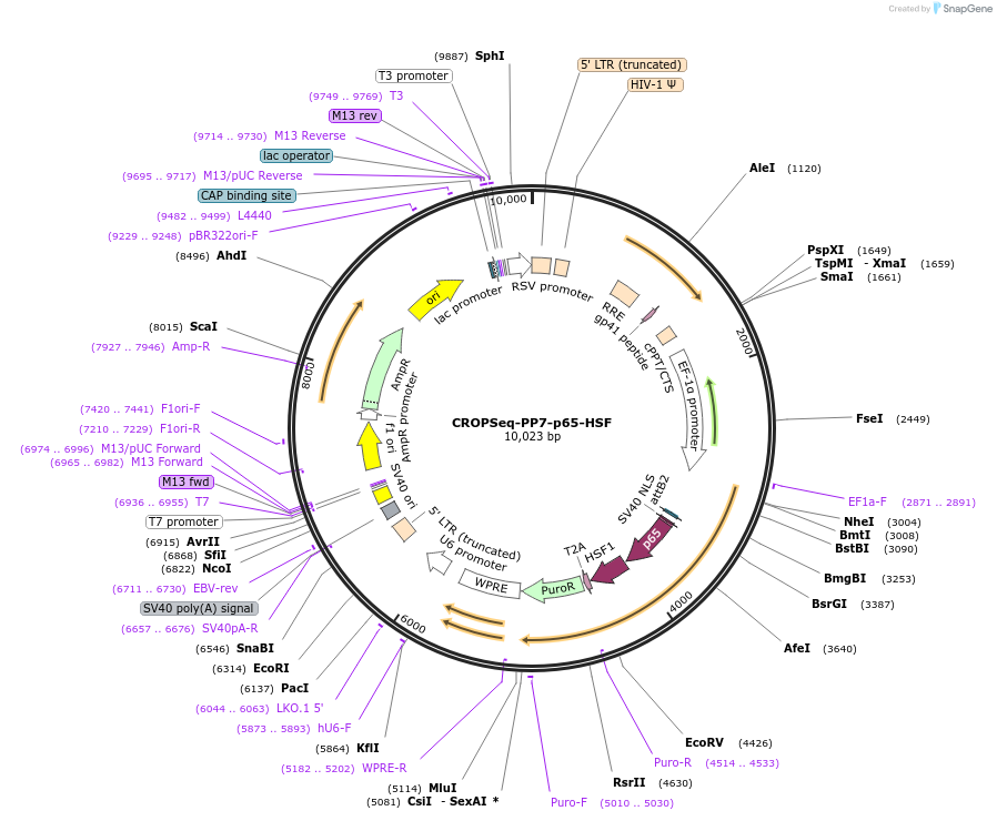 196719-plasmid-map-sequence-id-388066