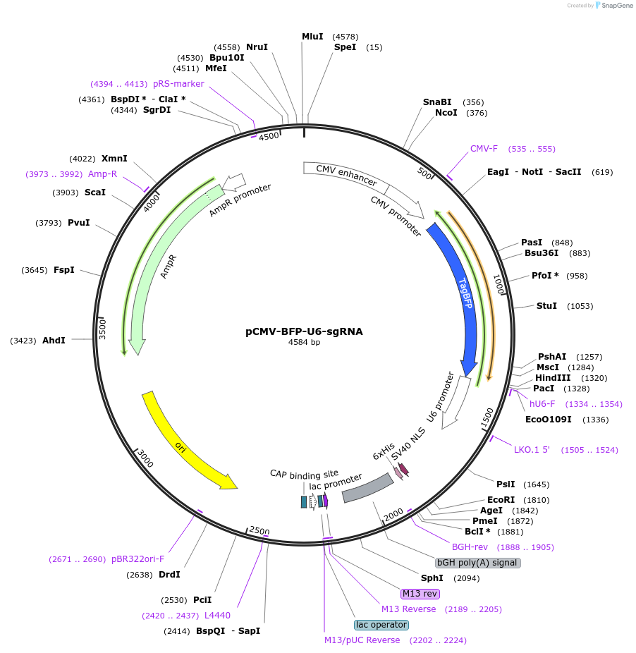 196725-plasmid-map-sequence-id-388067