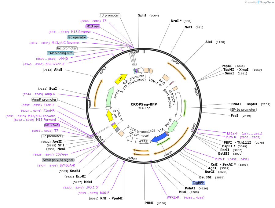 196718-plasmid-map-sequence-id-388068