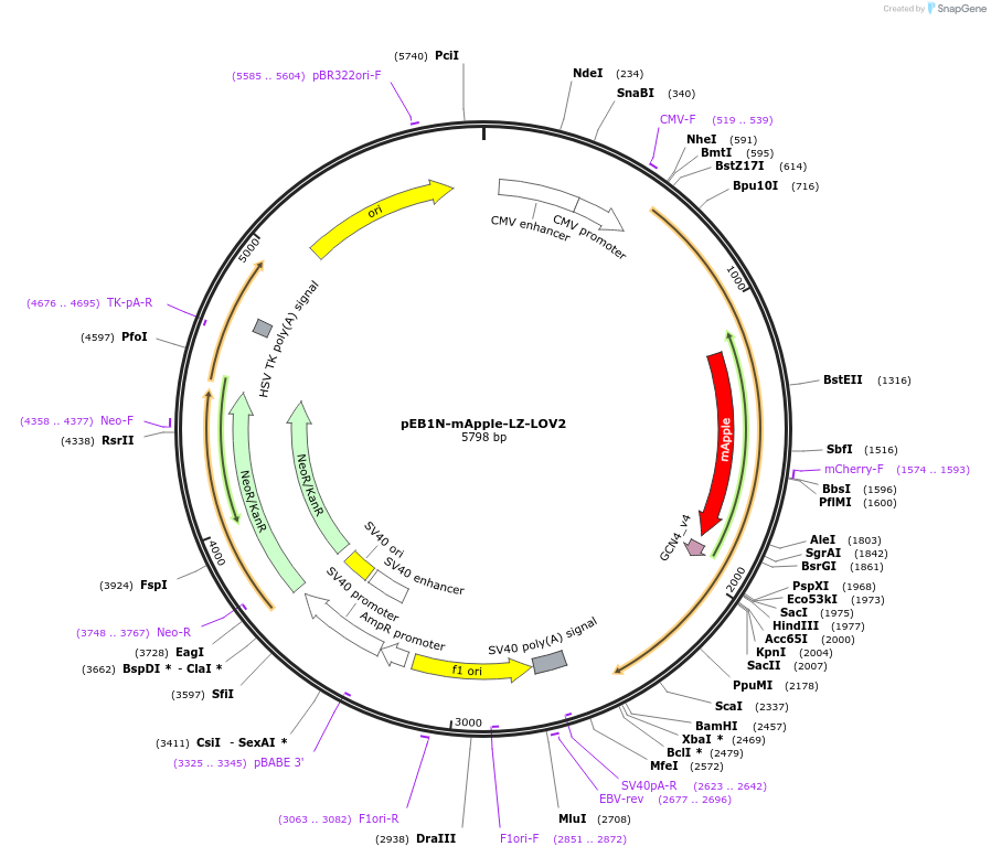 197418-plasmid-map-sequence-id-388077